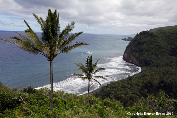 Beach on The Big Island, Hawaii.