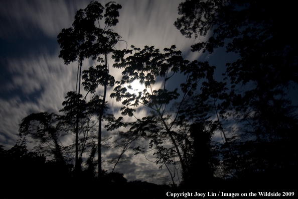 Bolivian Night Sky