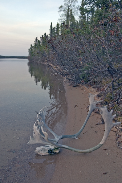 Caribou skull on shoreline of lake