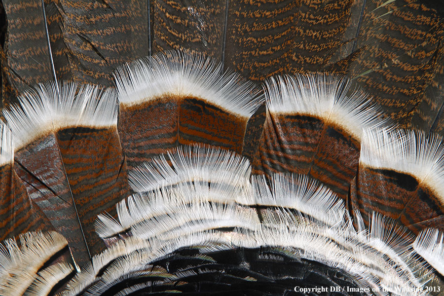 Merriam Turkey feathers.