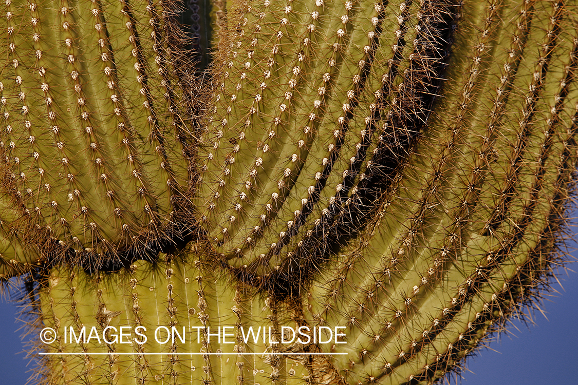 Arizona cactus