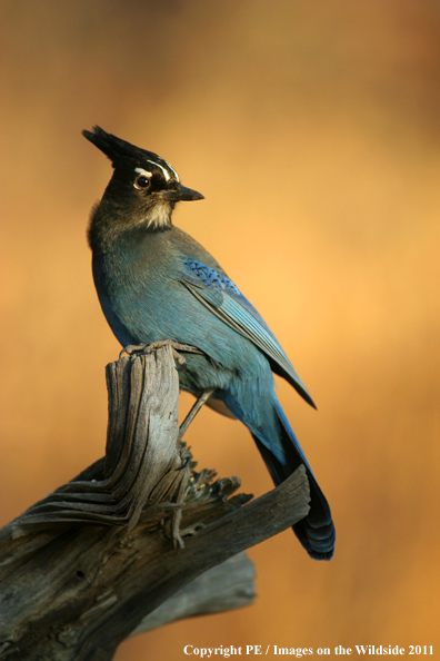 Steller's Jay on log. 