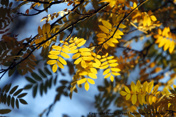 Autumn Vegetation