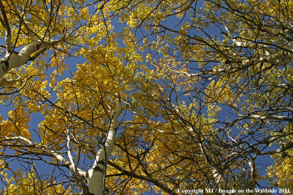 Aspen trees in the fall.