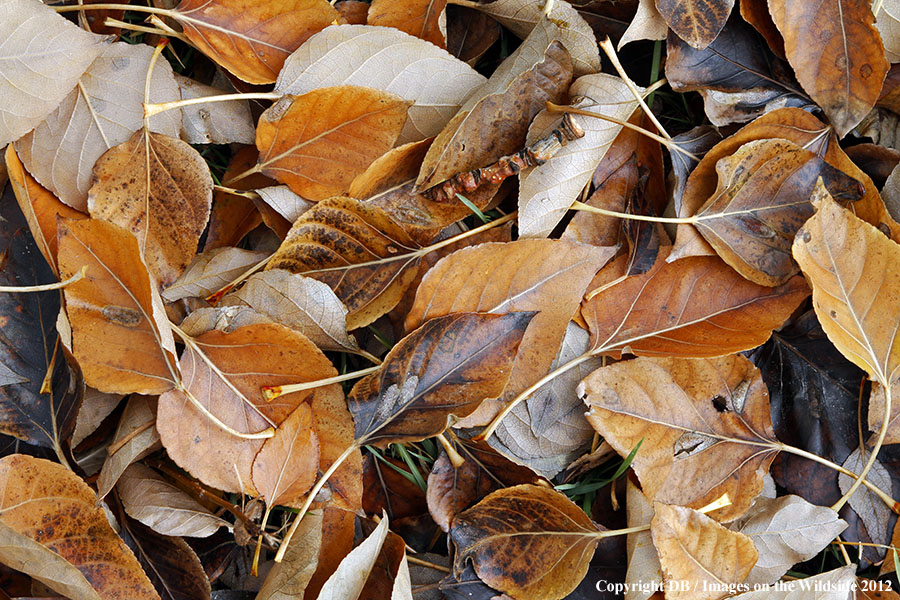 Cottonwood leaves on ground in fall.