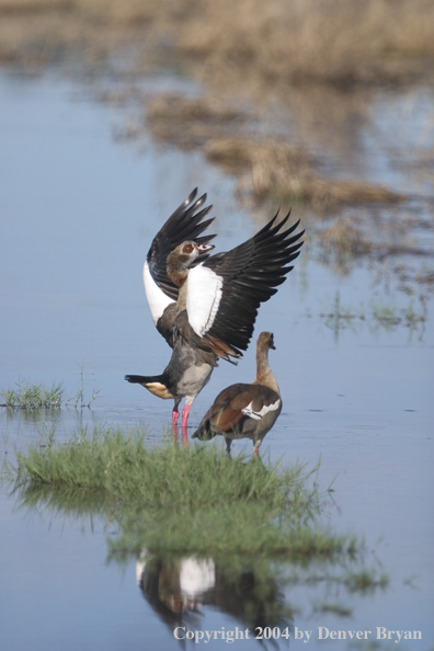 Egyptian goose displaying.  Africa.