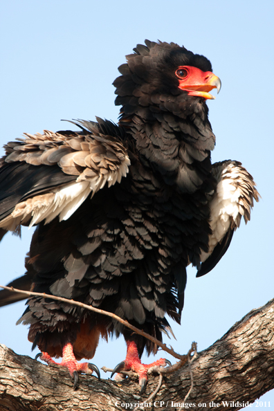 Bateleur Eagle in tree. 