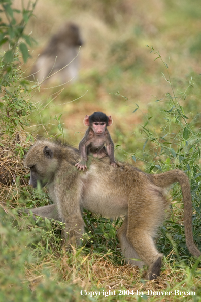 Chacma Baboon with young.  Africa