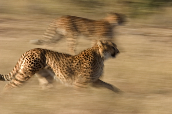 Two cheetahs running. Africa.