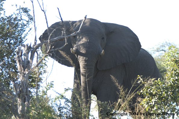 African elephant in habitat.