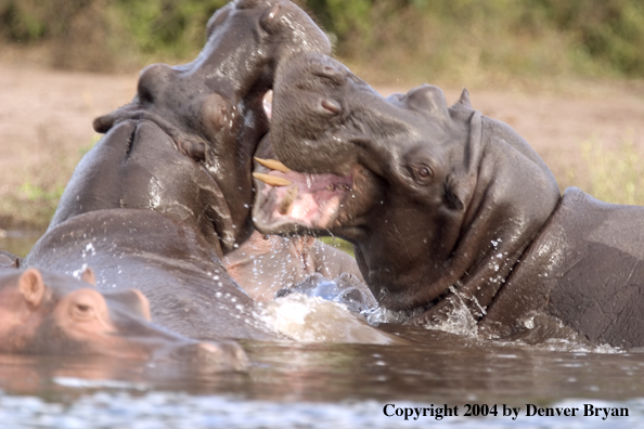 Hippo fighting in water.