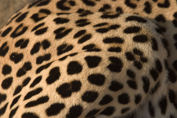 Close-up of leopard spots