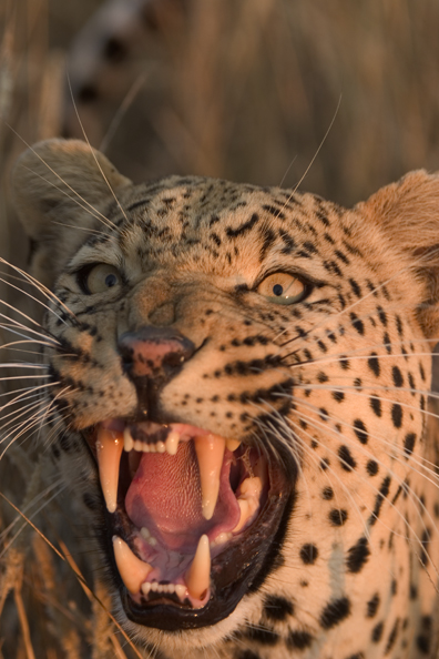 Leopard snarling (portrait). Africa