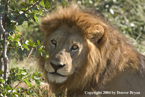 Male African lion in the bush.