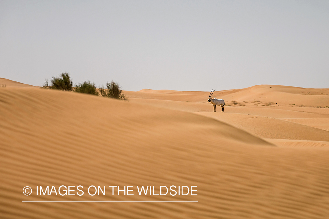 Arabian Oryx on sand dunes.