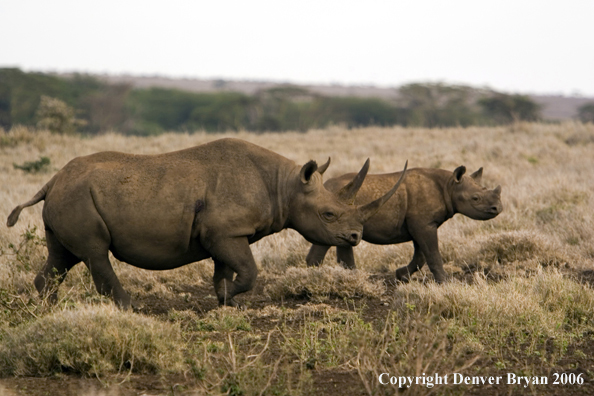 Black rhino in Africa.