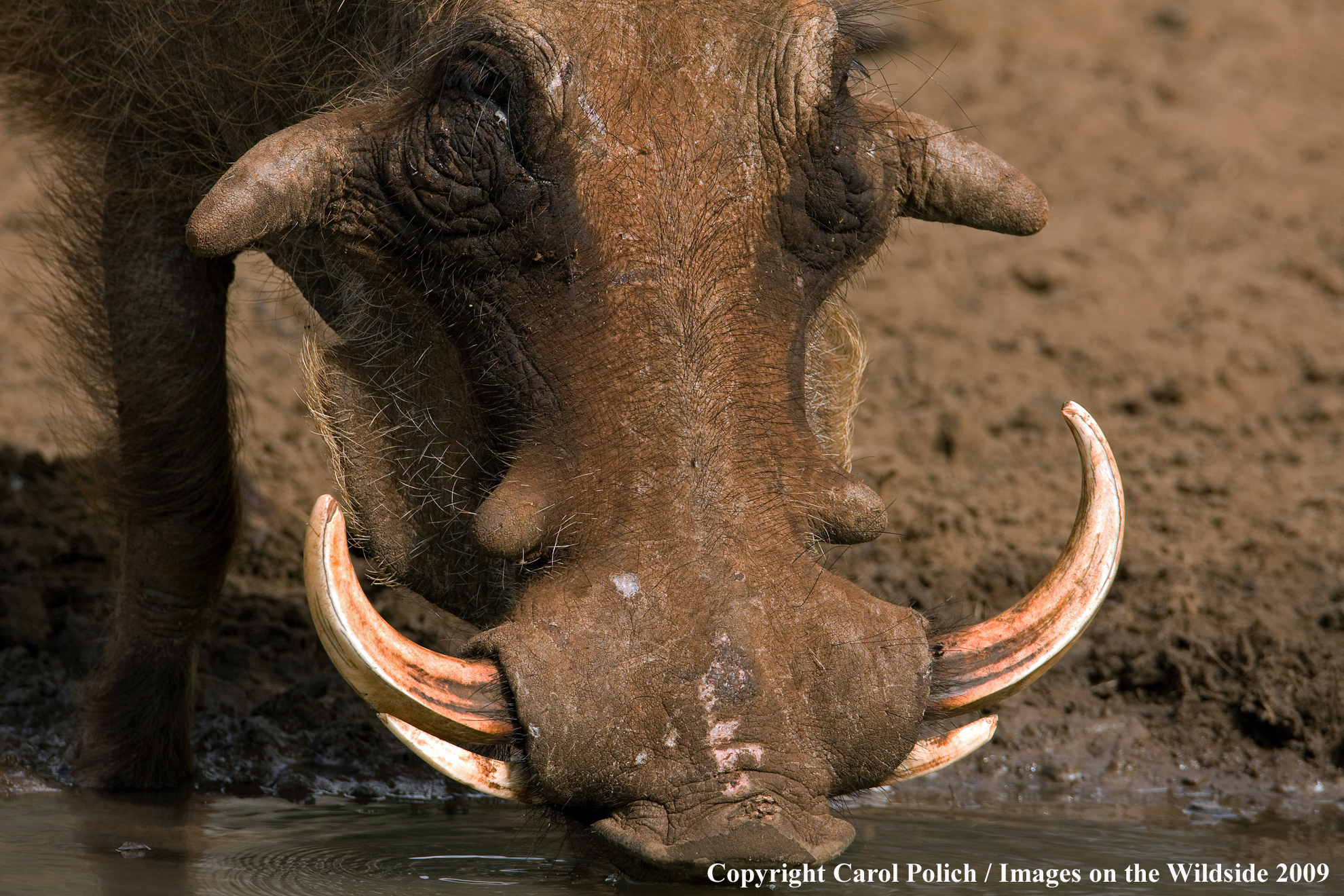 African Warthog in habitat