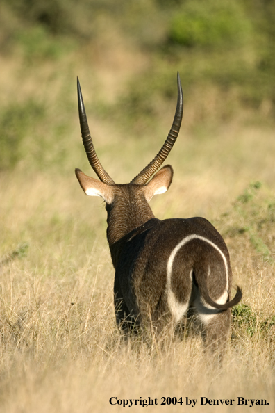 Common Waterbuck in habitat.