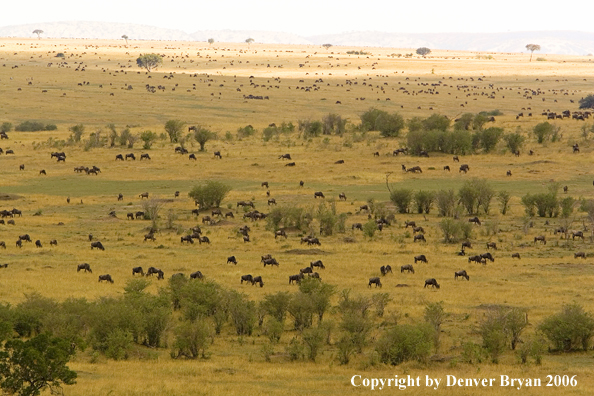 Wildebeast Migration Africa