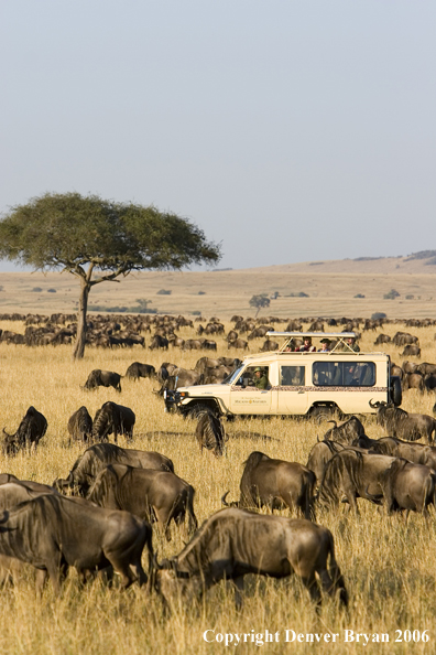 Wildebeast Migration Africa