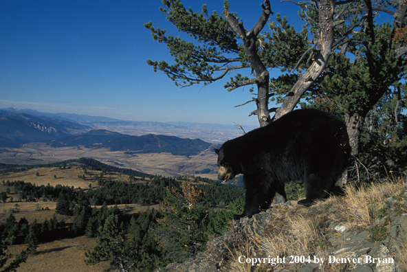 Black Bear on hill top