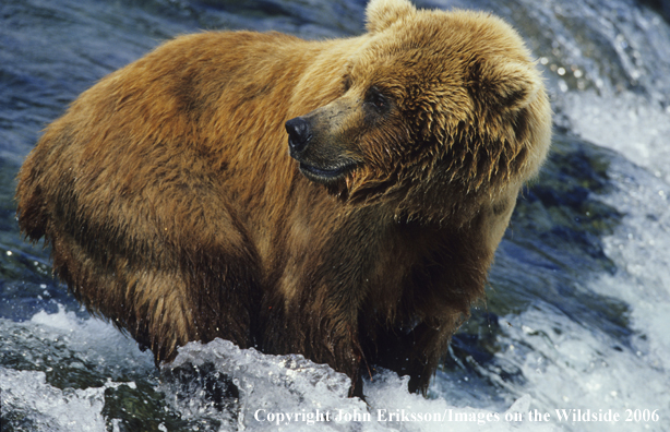 Brown bear in habitat. 