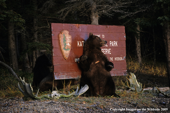 Brown Bear in Katmai National Park