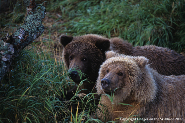 Brown Bears in habitat