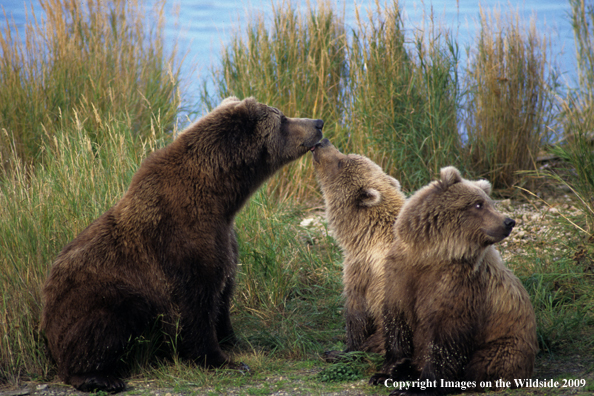 Brown Bear in habitat with cubs