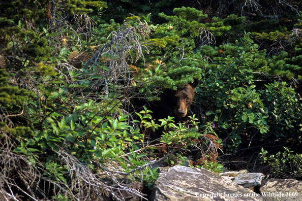 Grizzly bear in habitat