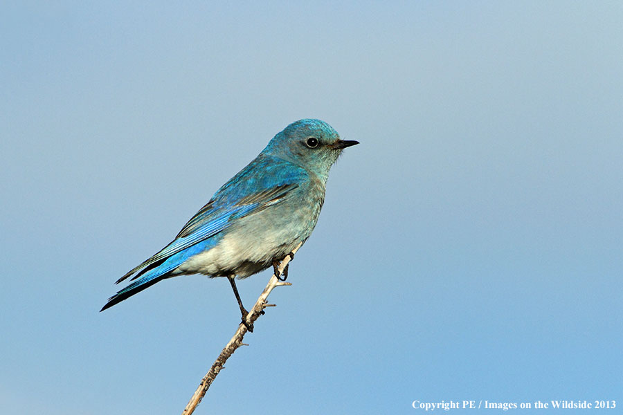 Mountain Bluebird in habitat.