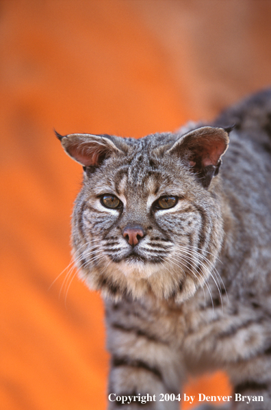 Bobcat in habitat.