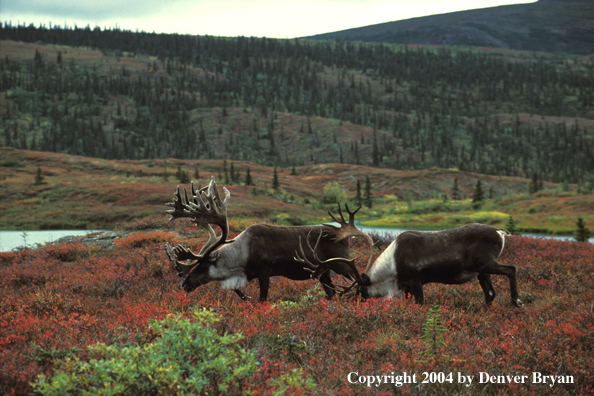 Caribou bulls grazing.