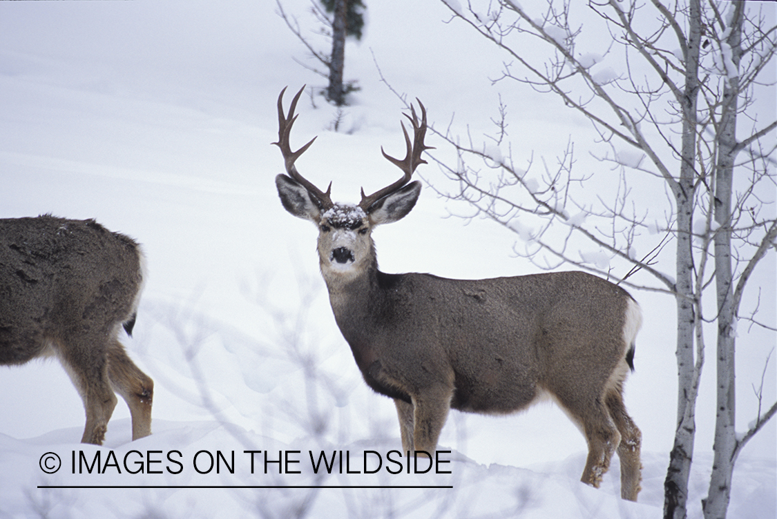 Mule deer in habitat.