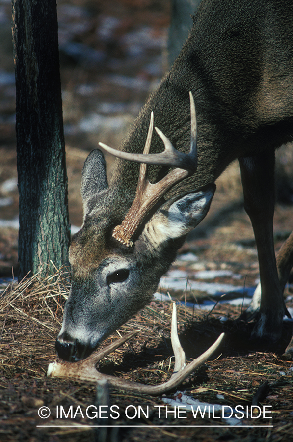 Whitetailed deer in habitat sniffing his dropped antler.