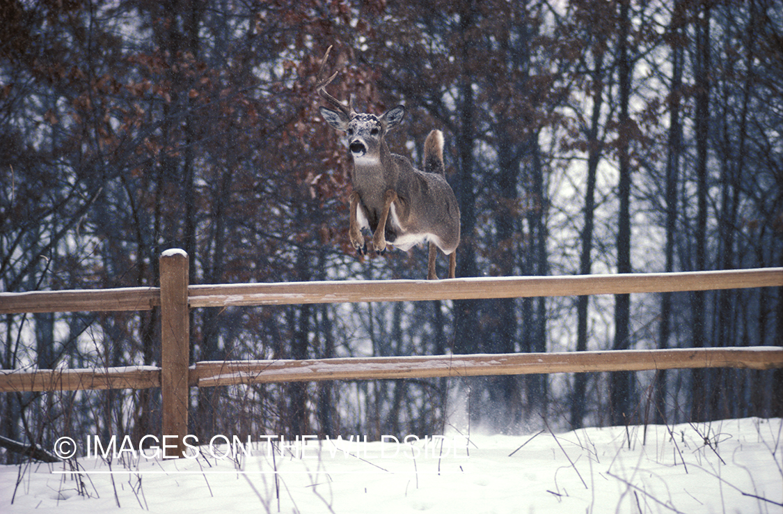 Whitetailed deer jumping over fence.