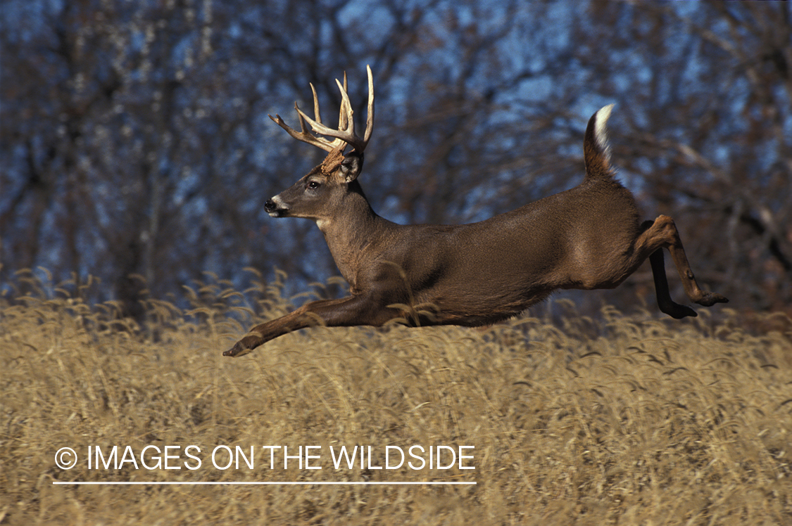 Whitetailed deer jumping.