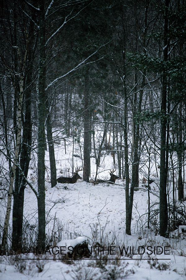 White-tailed deer in habitat