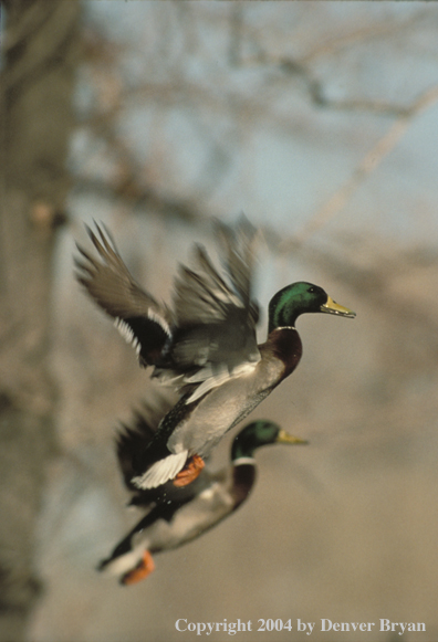 Mallard drakes in flight