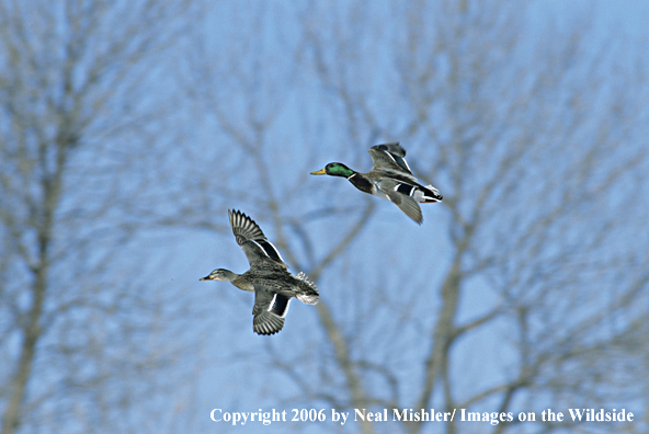 Mallard drake and hen pair in flight.