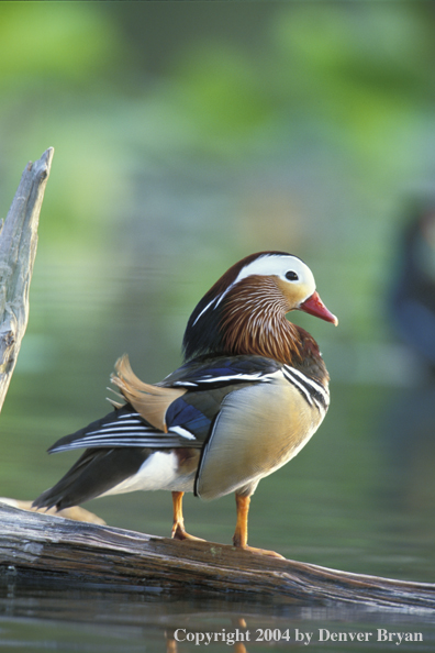 Mandrain drake on log