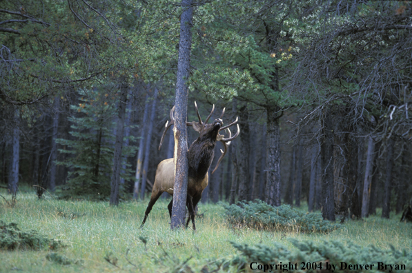 Bull elk at rub