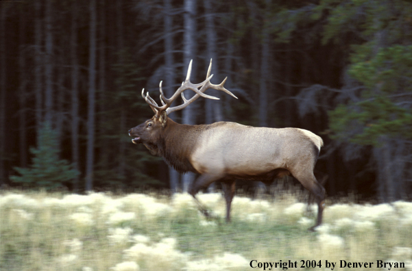 Bull elk bugling in motion.