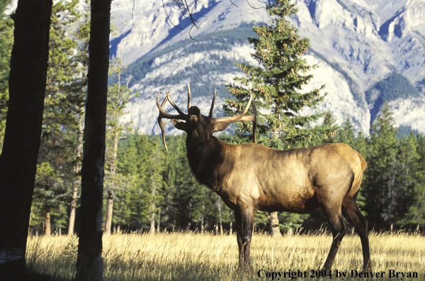 Bull elk bugling