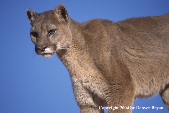 Mountain lion in habitat