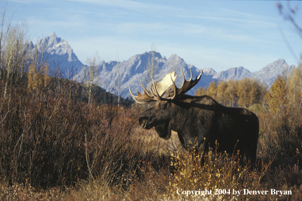 Bull moose in habitat.