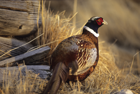 Ring-necked Pheasant 