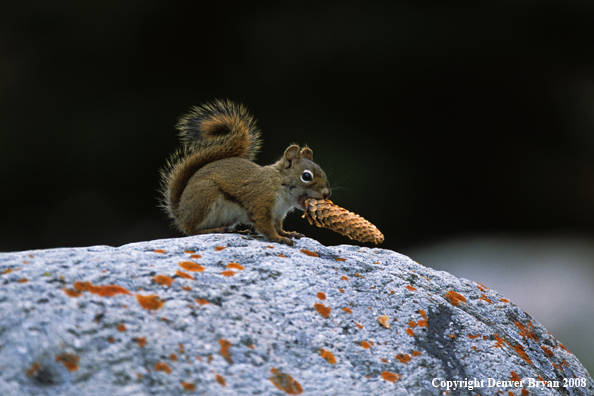 Red Squirrel with Pine Cone