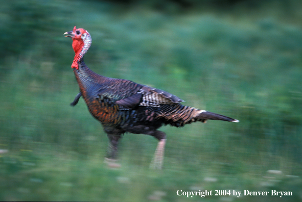 Eastern turkey running.