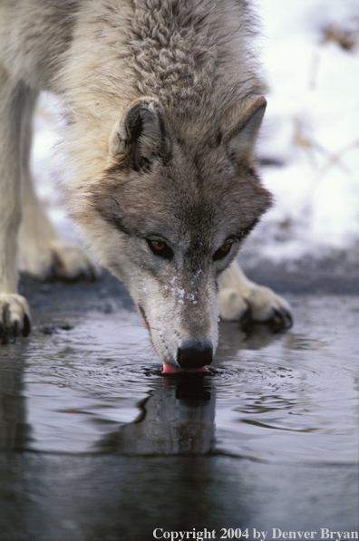 Gray wolf drinking.